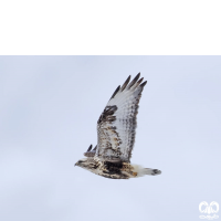 گونه سارگپه پرپا Rough-legged Buzzard